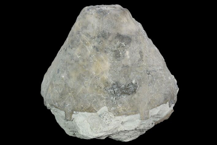 Fossil Crinoid (Eucalyptocrinus) Calyx - Indiana #127328